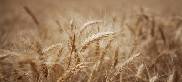 Légère baisse des prix alimentaires mondiaux, le blé toujours en hausse, selon la FAO
