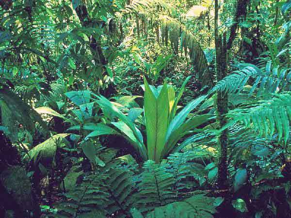 Afrique: FAO et OIBT soulignent le vaste potentiel des paiements pour services environnementaux pour la conservation des forêts tropicales Afrique: FAO et OIBT soulignent le vaste potentiel des paiements pour services environnementaux pour la conservation des forêts tropicales