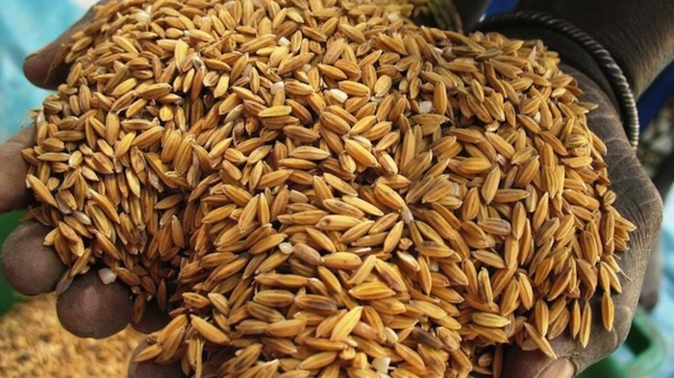 Autosuffisance en riz : Papa Abdoulaye Seck affiche son optimisme Autosuffisance en riz : Papa Abdoulaye Seck affiche son optimisme