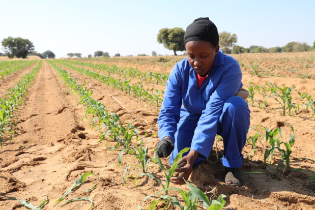 Transformation de l’agriculture africaine : Les principaux acteurs et OneCgiar planchent sur les réformes