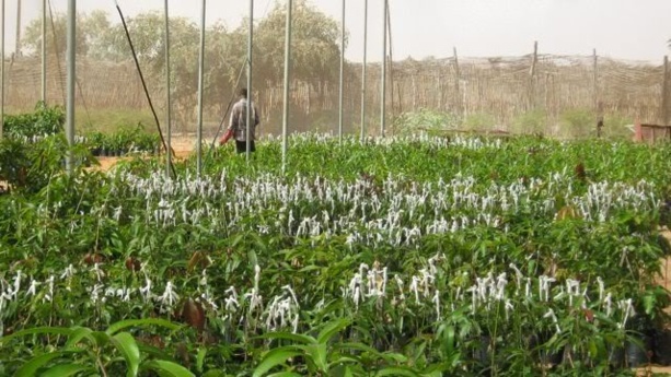 Afrique de l'Ouest: Produits agricoles dans le Sahel - Les experts planchent sur la situation agricole Afrique de l'Ouest: Produits agricoles dans le Sahel - Les experts planchent sur la situation agricole