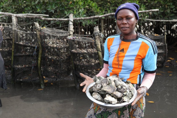 Chaine de valeur des huitres : Lancement de la stratégie de mise en œuvre le 16 juin prochain Chaine de valeur des huitres : Lancement de la stratégie de mise en œuvre le 16 juin prochain