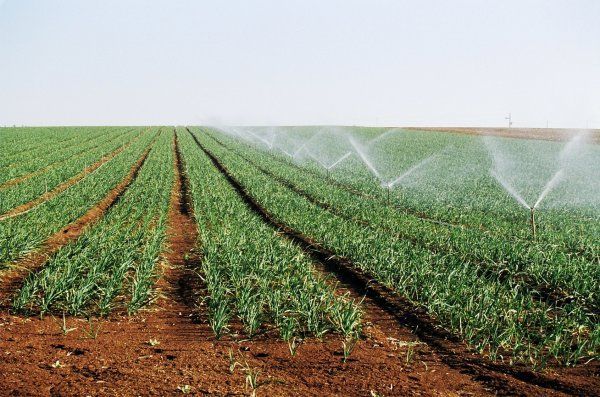 Dr Macoumba Diouf, directeur de l’horticulture : « Je veux faire de l’horticulture la locomotive de l’agriculture sénégalaise » Dr Macoumba Diouf, directeur de l’horticulture : « Je veux faire de l’horticulture la locomotive de l’agriculture sénégalaise »