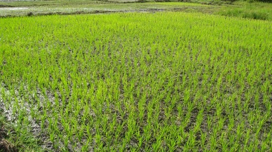 Un projet appuyé par la JICA pour l'autosuffisance en riz