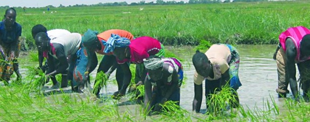 Un universitaire sénégalais indique la voie du développement agricole Un universitaire sénégalais indique la voie du développement agricole