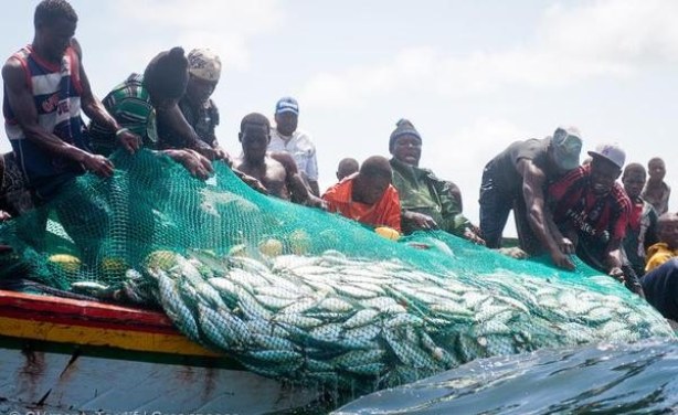 Pêche au Sénégal : La Fao recommande au gouvernement d’améliorer la gestion