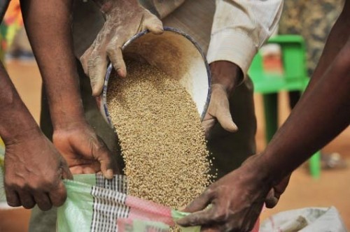 Les PME africaines dominent désormais le marché semencier en Afrique subsaharienne Les PME africaines dominent désormais le marché semencier en Afrique subsaharienne