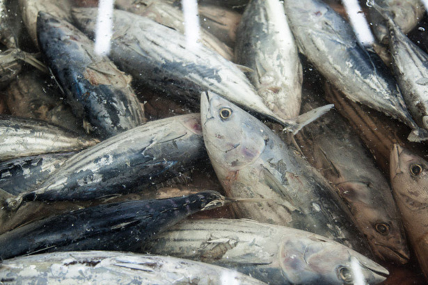 SÉNÉGAL-Pêche:  L'Etat invité à revoir l'accord avec l'UE
