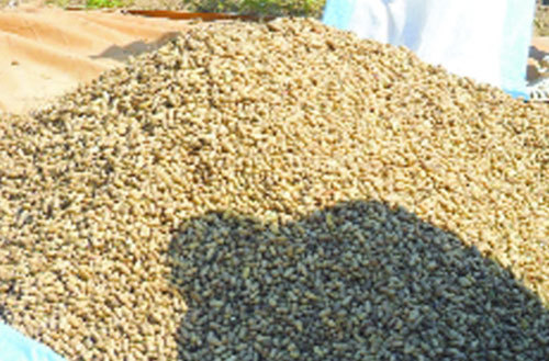 Tambacounda: 2.670 tonnes de semences d'arachides pour la campagne agricole