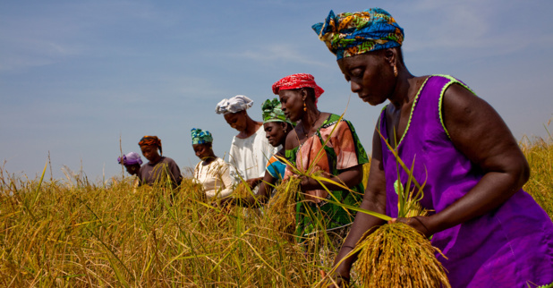 Cameroun :  Le Fida et l’Afd s’engagent  pour renforcer la résilience et la sécurité alimentaire des petits producteurs