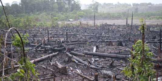 Vaste trafic de blanchiment de bois illégal au Brésil Vaste trafic de blanchiment de bois illégal au Brésil