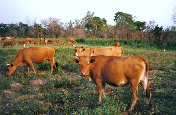 Fonds national de développement agro-sylvo-pastoral: L’Uemoa et la Turquie disposées à apporter leur concours Fonds national de développement agro-sylvo-pastoral: L’Uemoa et la Turquie disposées à apporter leur concours