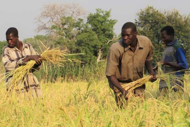 SÉCURITÉ ALIMENTAIRE :  L’Afrique victime collatérale de la guerre en Ukraine SÉCURITÉ ALIMENTAIRE :  L’Afrique victime collatérale de la guerre en Ukraine