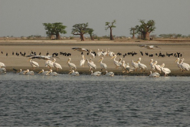 Diversité biologique : le Delta du Saloum et les Iles de la Madeleine donnés en exemple Diversité biologique : le Delta du Saloum et les Iles de la Madeleine donnés en exemple