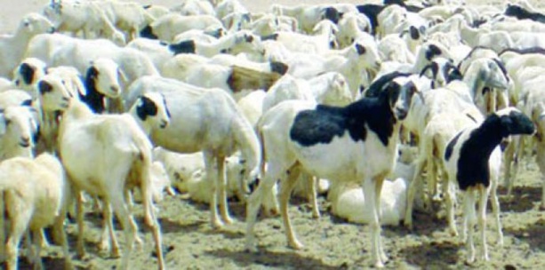 Tabaski 2014 : Aminata Mbengue Ndiaye table sur 720.000 moutons Tabaski 2014 : Aminata Mbengue Ndiaye table sur 720.000 moutons