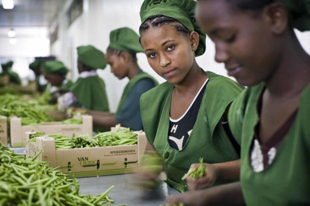 © OIT/Sven Torfinn Des jeunes femmes emballent des haricots dans une exploitation agricole en Ethiopie