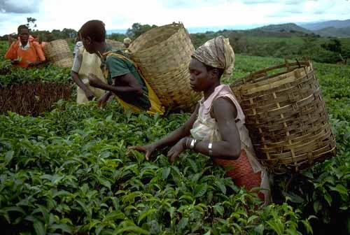 Afrique: Développement de l'Afrique - Pari sur l'agriculture Afrique: Développement de l'Afrique - Pari sur l'agriculture