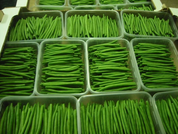 Sénégal: Horticulture - Une filière avec ses multiples contraintes Sénégal: Horticulture - Une filière avec ses multiples contraintes