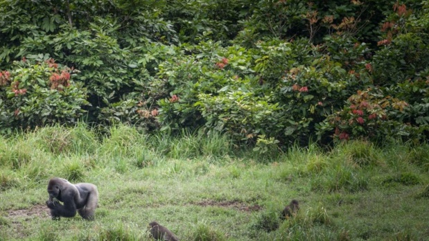 En faveur d'une bio économie pour lutter contre la faim et la crise climatique en Afrique