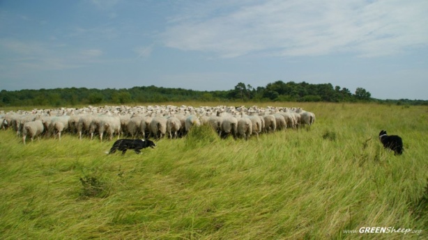 Agriculture : Une nouvelle méthodologie réoriente les fonds alloués au changement climatique vers la restauration des pâturages