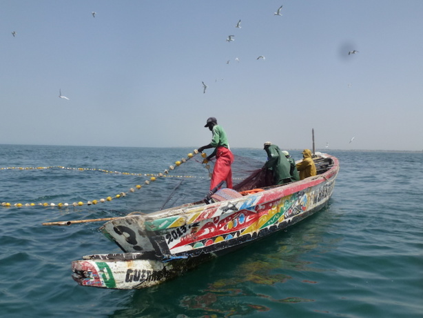 Afrique: La FAO adopte des directives pour soutenir la pêche artisanale Afrique: La FAO adopte des directives pour soutenir la pêche artisanale