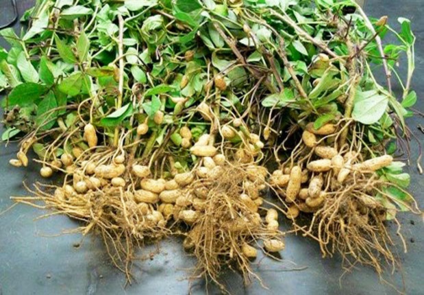 Campagne agricole 2022-2023 : Les semences subventionnées d’arachide devraient s’établir à 73 199 tonnes Campagne agricole 2022-2023 : Les semences subventionnées d’arachide devraient s’établir à 73 199 tonnes