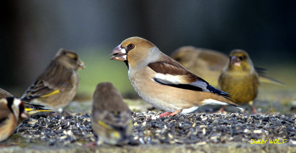 Vélingara : des oiseaux granivores compromettent la production de riz Vélingara : des oiseaux granivores compromettent la production de riz