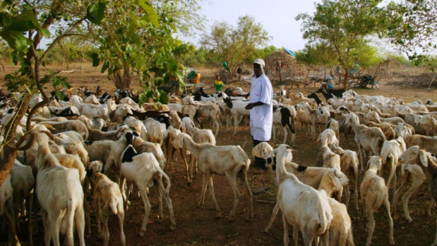 Sénégal : Repli de 4,8% de l’activité dans le sous-secteur de l’élevage