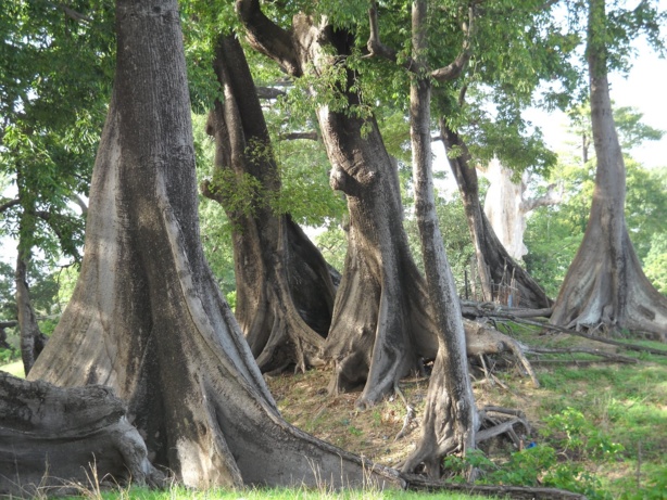 GESTION DE LA CAMPAGNE D’EXPLOITATION FORESTIÈRE 2013-2014 :Des exploitants forestiers soupçonnent des magouilles GESTION DE LA CAMPAGNE D’EXPLOITATION FORESTIÈRE 2013-2014 :Des exploitants forestiers soupçonnent des magouilles