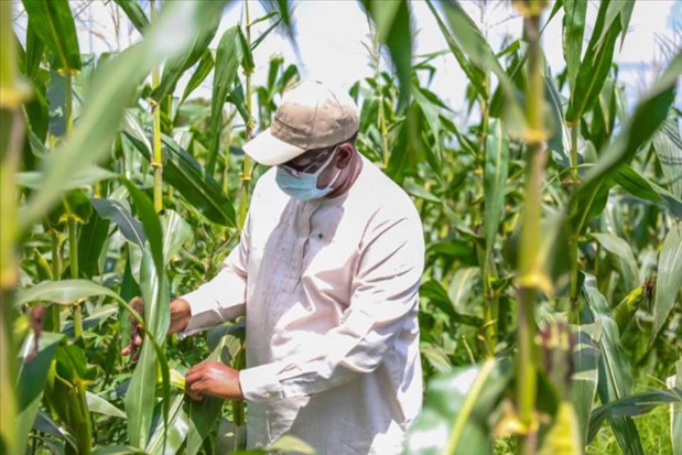 Production alimentaire d’urgence : La Bad accorde un prêt de 79 milliards de FCFA au Sénégal