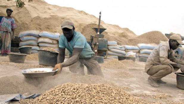 Commercialisation de l’arachide : Le Conseil national du crédit pour une fixation à temps du prix au producteur