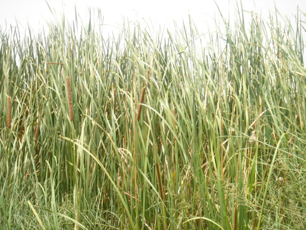 Afrique de l'Ouest: Filière riz dans l'espace CEDEAO - Le TEC freine la production Afrique de l'Ouest: Filière riz dans l'espace CEDEAO - Le TEC freine la production