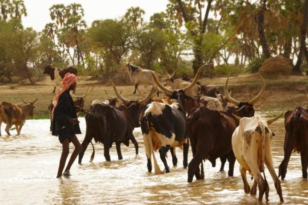 Appui au pastoralisme : lancement d'un projet de 125 milliards destiné au Sahel Appui au pastoralisme : lancement d'un projet de 125 milliards destiné au Sahel
