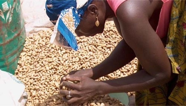 SENEGAL: Le gouvernement veut éliminer graduellement les semences écrémées SENEGAL: Le gouvernement veut éliminer graduellement les semences écrémées