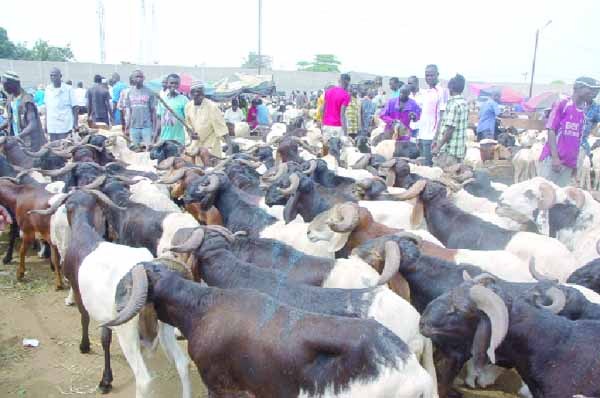 Sénégal: La compétitivité du marché permet d’espérer une couverture des besoins en moutons Sénégal: La compétitivité du marché permet d’espérer une couverture des besoins en moutons