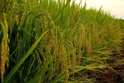 SENEGAL: Plaidoyer pour une agrégation de toutes les compétences autour du PRACAS SENEGAL: Plaidoyer pour une agrégation de toutes les compétences autour du PRACAS