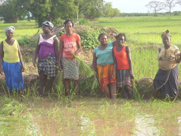 Olam lance la « plus grande ferme d’Afrique » au Nigeria