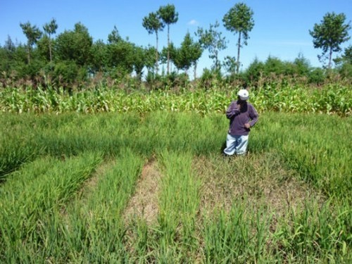 DEVELOPPEMENT DE L’AGRICULTURE SENEGALAISE : Les PTF appuient sur l’accélérateur DEVELOPPEMENT DE L’AGRICULTURE SENEGALAISE : Les PTF appuient sur l’accélérateur