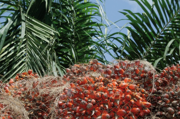Afrique: L'huile de palme - Enjeux mondiaux pour une denrée alimentaire