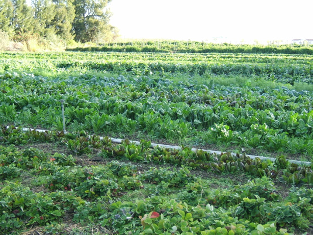 AGRICULTURE-Sécuriser la production nationale: Les leçons de Marius Dia