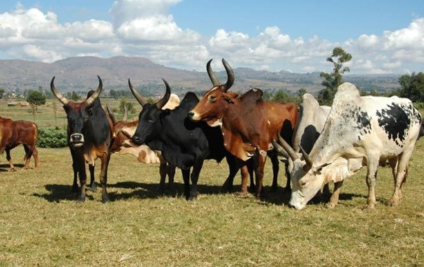 Ethiopie: Allanasons mettra 20 millions de dollars dans une unité de transformation de la viande