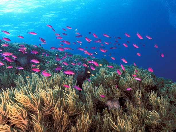 L’avenir de l’humanité est dans les fonds marins L’avenir de l’humanité est dans les fonds marins