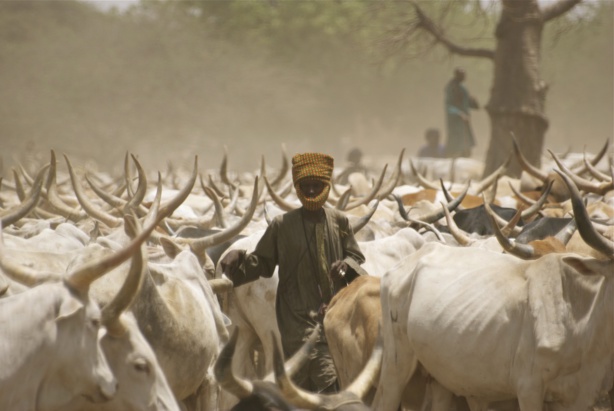 SENEGAL: Un milliard FCFA à la disposition des éleveurs pour sauver le bétail