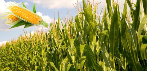 Les méthodes d’enseignement sur les chaines de valeur agricole au menu d'un atelier