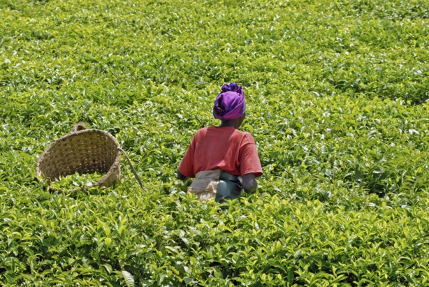 Afrique: Développement - l'Afrique doit investir dans l'agriculture et la pêche Afrique: Développement - l'Afrique doit investir dans l'agriculture et la pêche