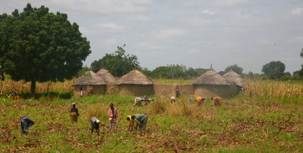 Afrique: Le monde rural, la hantise des Ape Afrique: Le monde rural, la hantise des Ape