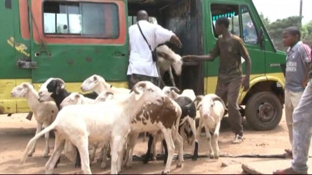 Transport de Moutons : Le Ministre de l’élevage s’insurge des taxes appliquées par le Mali par camion  transportant des moutons Transport de Moutons : Le Ministre de l’élevage s’insurge des taxes appliquées par le Mali par camion  transportant des moutons