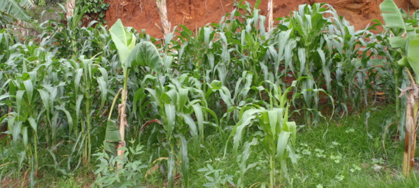 Agriculture : 11 cultures considérées comme prioritaires dans l’espace CEDEAO, selon le Coraf Agriculture : 11 cultures considérées comme prioritaires dans l’espace CEDEAO, selon le Coraf