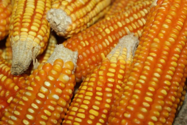 Agriculture: Le Sénégal salue la mise en œuvre du programme semencier pour l’Afrique de l’Ouest Agriculture: Le Sénégal salue la mise en œuvre du programme semencier pour l’Afrique de l’Ouest