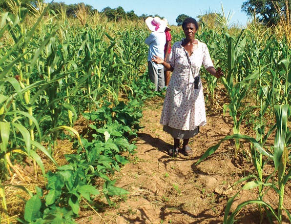 Le Swaziland Mise Sur L Agriculture Commerciale Le Swaziland Mise Sur L Agriculture Commerciale